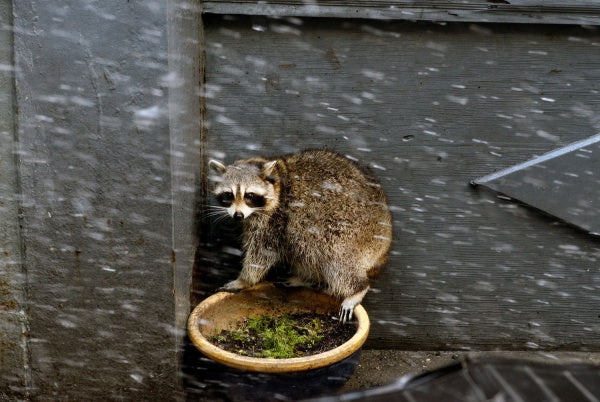 Hurricane - Im Auge des Sturms (Blu-ray) – Bild 6– JETZT KAUFEN BEI GLACIER GAMES .at