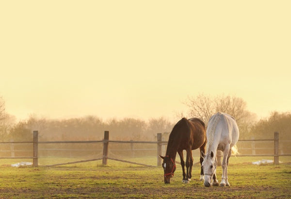 Wendy - Die Original TV-Serie (Box 1) (3 DVDs) – Bild 3– JETZT KAUFEN BEI GLACIER GAMES .at