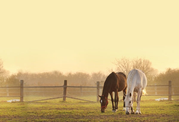 Wendy - Die Original TV-Serie (Box 2) (3 DVDs) – Bild 3– JETZT KAUFEN BEI GLACIER GAMES .at