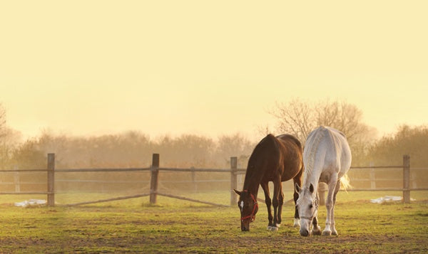 Wendy - Die Original TV-Serie (Box 4) (3 DVDs) – Bild 3– JETZT KAUFEN BEI GLACIER GAMES .at