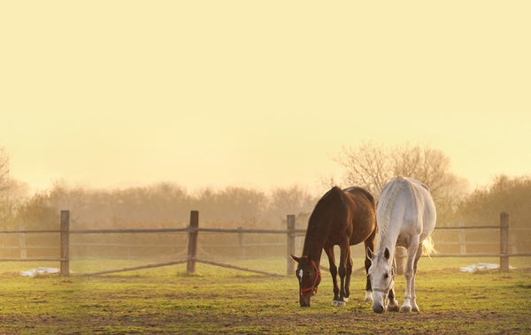 Wendy - Die komplette Serie (Keepcase) (15 DVDs) – Bild 3– JETZT KAUFEN BEI GLACIER GAMES .at