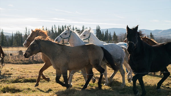 Heartland - Paradies für Pferde, Staffel 10.2 (3 DVDs) – Bild 5– JETZT KAUFEN BEI GLACIER GAMES .at