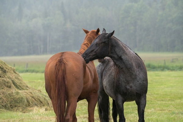 Heartland - Paradies für Pferde, Staffel 8.2 (3 DVDs) – Bild 4– JETZT KAUFEN BEI GLACIER GAMES .at