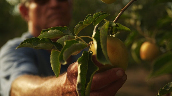 Eating you alive (DVD) – Bild 3– JETZT KAUFEN BEI GLACIER GAMES .at