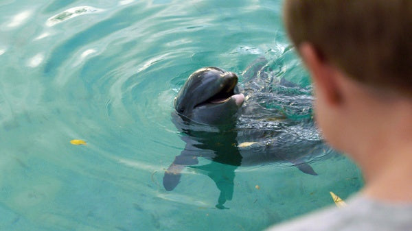 Echo, der Delphin - Eine Freundschaft fürs Leben (Blu-ray) – Bild 6– JETZT KAUFEN BEI GLACIER GAMES .at