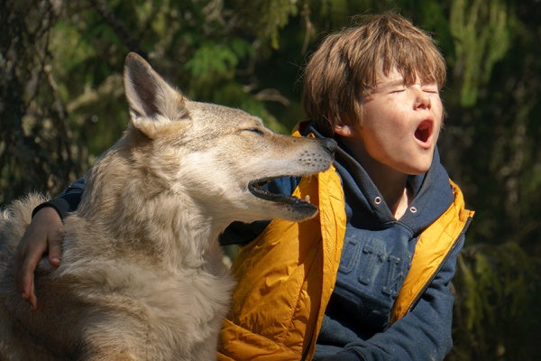 Bruno bei den Wölfen (DVD) – Bild 3– JETZT KAUFEN BEI GLACIER GAMES .at