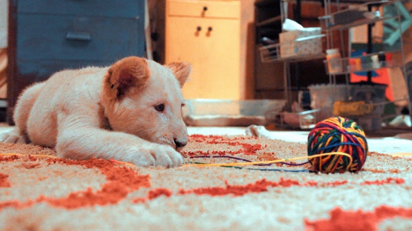 Lena & Snowball (DVD) – Bild 3– JETZT KAUFEN BEI GLACIER GAMES .at