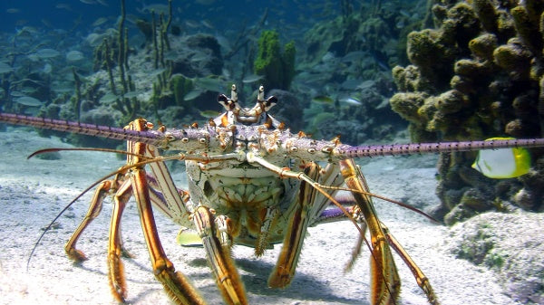 Wonders of the Sea (DVD) – Bild 2– JETZT KAUFEN BEI GLACIER GAMES .at