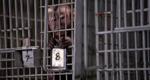 Der Affe im Menschen (George A. Romero) (Mediabook, Blu-ray+DVD+Bonus-Blu-ray) – Bild 2– JETZT KAUFEN BEI GLACIER GAMES .at