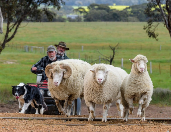 Besser wird's nicht (Blu-ray) – Bild 3– JETZT KAUFEN BEI GLACIER GAMES .at