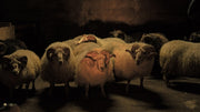 Lamb (DVD) – Bild 5– JETZT KAUFEN BEI GLACIER GAMES .at