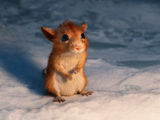 Ein Junge namens Weihnacht (Blu-ray) – Bild 2– JETZT KAUFEN BEI GLACIER GAMES .at