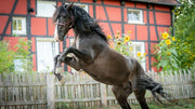 Ponyherz (DVD) – Bild 3– JETZT KAUFEN BEI GLACIER GAMES .at