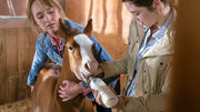 Heartland - Paradies für Pferde, Staffel 10 (Neuauflage) (6 DVDs) – Bild 4– JETZT KAUFEN BEI GLACIER GAMES .at