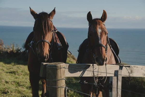 Mystic - Das Geheimnis von Kauri Point - Staffel 2 - Episoden 1-8 (2 DVDs) – Bild 5– JETZT KAUFEN BEI GLACIER GAMES .at