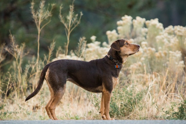 Die unglaublichen Abenteuer von Bella (DVD) – Bild 4– JETZT KAUFEN BEI GLACIER GAMES .at