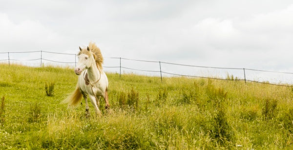Wendy - Der Film (DVD) – Bild 3– JETZT KAUFEN BEI GLACIER GAMES .at