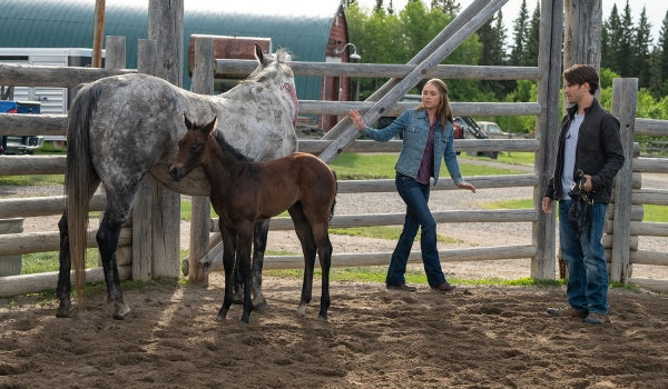 Heartland - Paradies für Pferde, Staffel 12 (Neuauflage) (4 DVDs) – Bild 3– JETZT KAUFEN BEI GLACIER GAMES .at