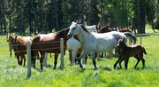 Heartland - Paradies für Pferde, Staffel 12 (Neuauflage) (4 DVDs) – Bild 5– JETZT KAUFEN BEI GLACIER GAMES .at