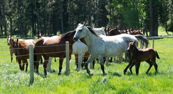 Heartland - Paradies für Pferde, Staffel 12 (Neuauflage) (4 DVDs) – Bild 5– JETZT KAUFEN BEI GLACIER GAMES .at
