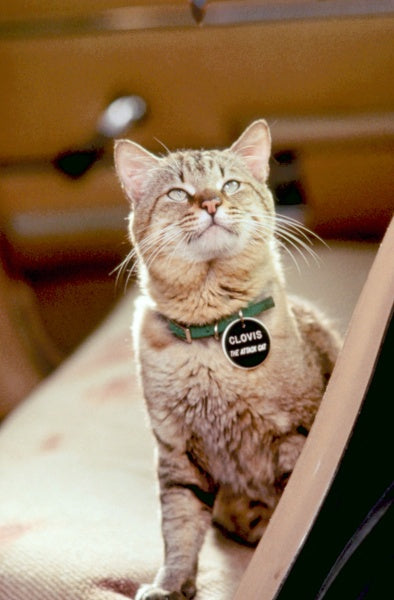 Stephen Kings Schlafwandler (Uncut) (DVD) – Bild 2– JETZT KAUFEN BEI GLACIER GAMES .at