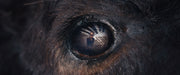 Animale (Mediabook, 4K-UHD+Blu-ray) – Bild 3– JETZT KAUFEN BEI GLACIER GAMES .at