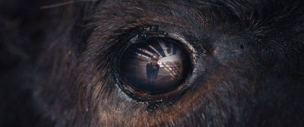 Animale (Mediabook, 4K-UHD+Blu-ray) – Bild 3– JETZT KAUFEN BEI GLACIER GAMES .at
