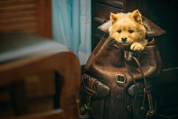 Hachiko - Eine Freundschaft für die Ewigkeit! (2023) (Blu-ray) – Bild 4– JETZT KAUFEN BEI GLACIER GAMES .at