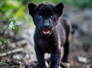 Ella und der schwarze Jaguar (Blu-ray) – Bild 3– JETZT KAUFEN BEI GLACIER GAMES .at
