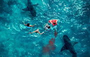 Something in the Water (DVD) – Bild 6– JETZT KAUFEN BEI GLACIER GAMES .at