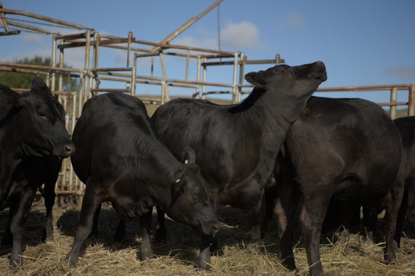 In Vitro - Das Klon-Experiment (Blu-ray) – Bild 3– JETZT KAUFEN BEI GLACIER GAMES .at
