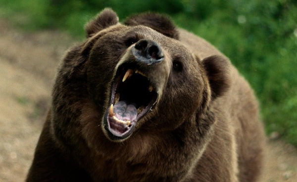 No Escape - Grizzly Night (DVD) – Bild 4– JETZT KAUFEN BEI GLACIER GAMES .at