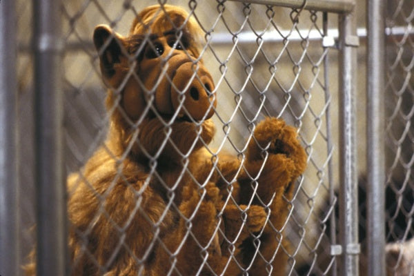 ALF: Die komplette 1. Staffel (DVD) – Bild 4– JETZT KAUFEN BEI GLACIER GAMES .at