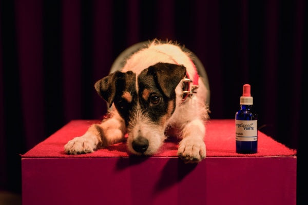 Conni & Co (DVD) – Bild 3– JETZT KAUFEN BEI GLACIER GAMES .at