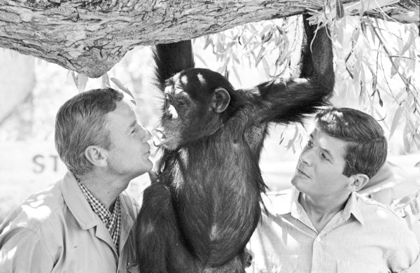 Daktari: Die komplette 2. Staffel (DVD)