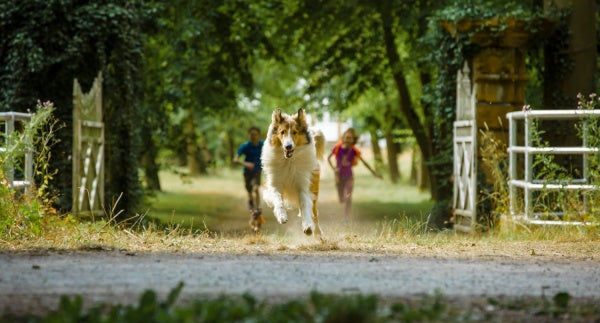 Lassie: Eine abenteuerliche Reise (Blu-ray) – Bild 2– JETZT KAUFEN BEI GLACIER GAMES .at