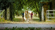 Lassie: Eine abenteuerliche Reise (DVD) – Bild 2– JETZT KAUFEN BEI GLACIER GAMES .at