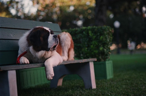 Beethoven - Komplettbox Film 1-8 (DVD) – Bild 2– JETZT KAUFEN BEI GLACIER GAMES .at