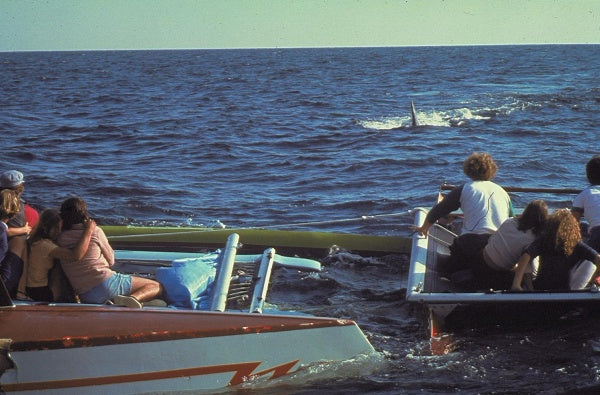 Der weiße Hai 2 (4K-UHD) – Bild 4– JETZT KAUFEN BEI GLACIER GAMES .at