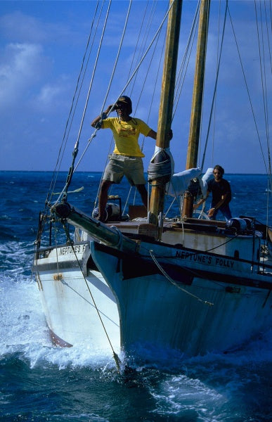 Der weiße Hai 4 - Die Abrechnung (Blu-ray) – Bild 2– JETZT KAUFEN BEI GLACIER GAMES .at