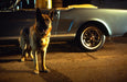 Mein Partner mit der kalten Schnauze 1-3 (Blu-ray) – Bild 4– JETZT KAUFEN BEI GLACIER GAMES .at