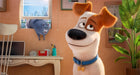 Pets (DVD) – Bild 3– JETZT KAUFEN BEI GLACIER GAMES .at