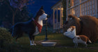 Pets 2 (DVD) – Bild 4– JETZT KAUFEN BEI GLACIER GAMES .at
