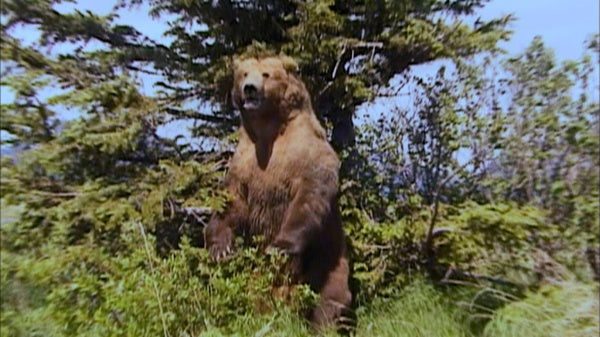 Grizzly Man (Blu-ray) – Bild 5– JETZT KAUFEN BEI GLACIER GAMES .at