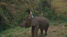 KSM DVD Der kleine Elefantenflüsterer (DVD)
