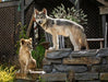 Studiocanal Blu-ray Der Wolf und der Löwe (Blu-ray)